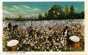 postcard_folder_1938_cotton_bloom.jpg.jpg