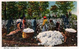 postcard_folder_1938_cotton_picking.jpg.jpg