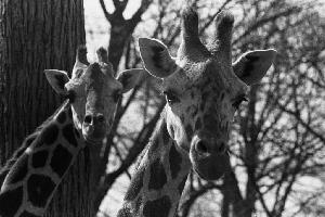 giraffes_at_zoo_b.jpg.jpg
