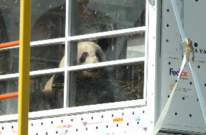 Pandas_travel_compartment_20030407_05.jpg.jpg