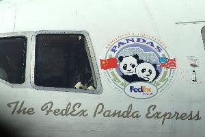 Panda_logo_on_airplane_20030407_002.jpg.jpg